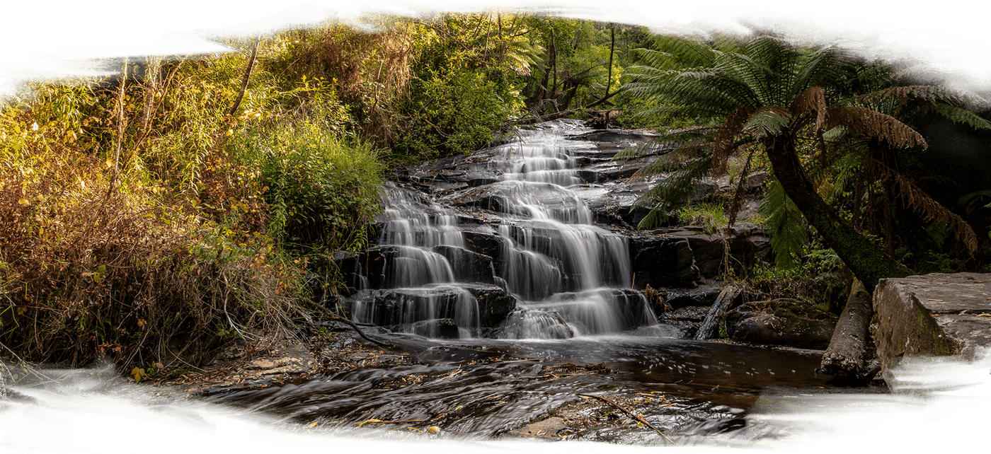 A small multi cascade waterfall surrounded by lush green fern trees and forest at Cora Lynn cascades, Cape Otway - Gadubanud and Bunurong Country