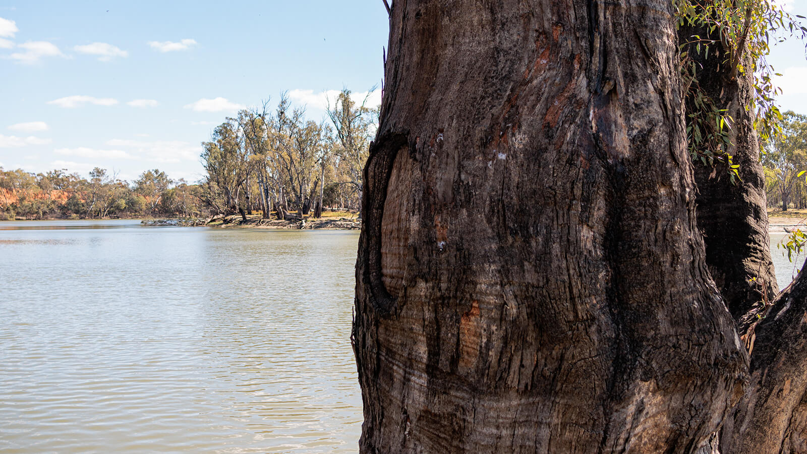 Close up of a scar tree with the Murray river in the background near Robinvale